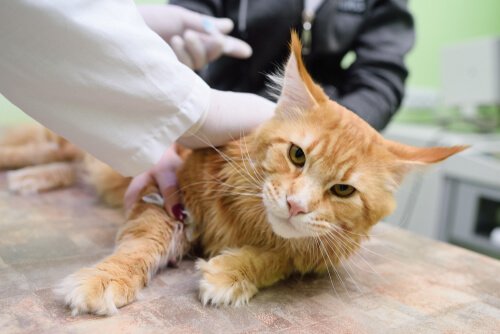 Diseases transmitted by cats