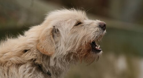 A terrier barking
