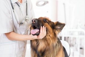 A dog being checked by a vet for causes of head pressing