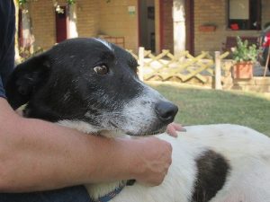 Choose a Godparent for Your Pet