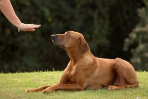 A dog being told to stay by owner who is trying not to make some of the 6 dog training mistakes