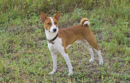 Basenji, the dog that barks the least