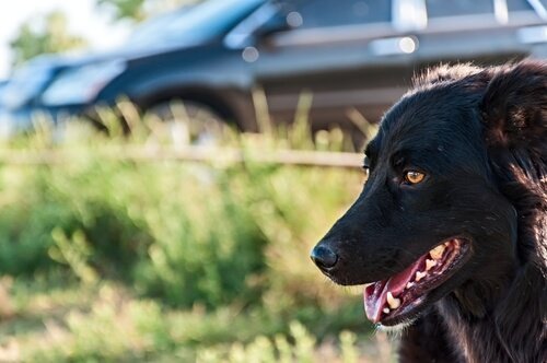 Dog getting ready for car ride