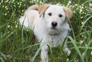 What is a Dog's Third Eyelid?