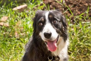 What is Head Pressing?