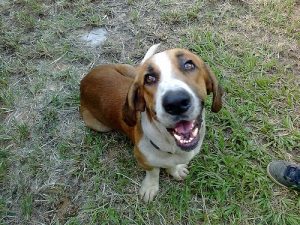 Dogs That Hate Their Owners