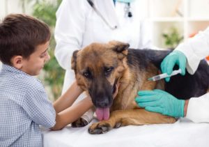 A dog receiving a vaccination