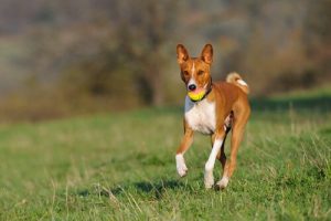 What Dog Breed Barks the Least?