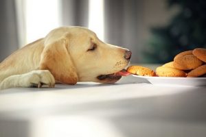 What Can You Feed Your Pets at Christmas?