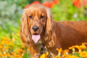 A cocker spaniel, one of the breeds of dog with large ears