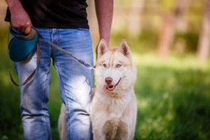 How to be the Best Owner for Your Pet