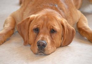 Special-Needs Pup Named Eastwood: The Last Dog Left at the Shelter