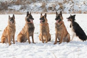 The Laekenois Belgian Shepherd