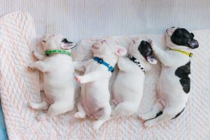 Four small dogs having dog dreams