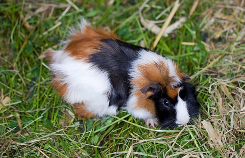 What Should you Feed your Guinea Pig?