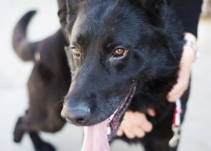 The Grandfather Who Spent His Last Days Caring for Dogs