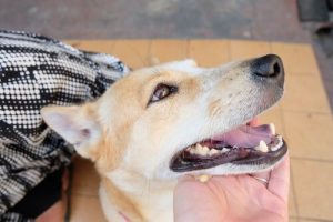Tips for Leaving your Dog when you’re Away on Vacation