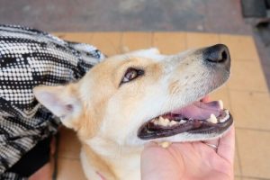 Tips for Leaving your Dog when you’re Away on Vacation  