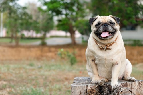 A pug, another of the dog breeds from China