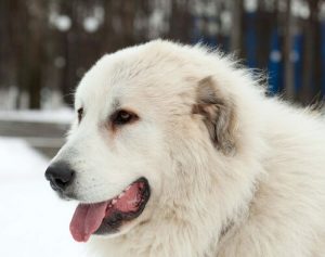 The Pyrenean Mastiff