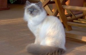 The Sacred Birman Cat