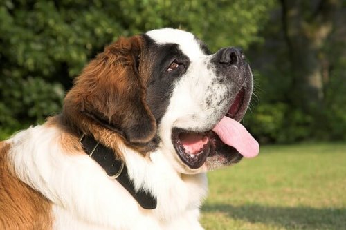 large dog breeds
