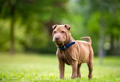 A Shar Pei, one of the dog breeds from China