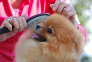 A small dog being groomed