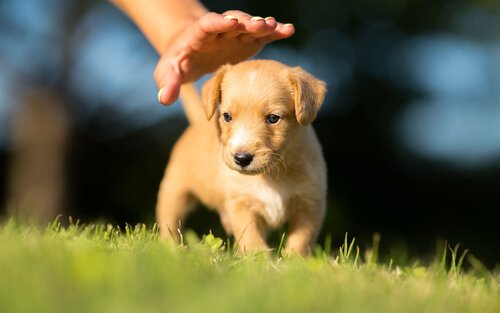 What Should you Know before Adopting a Puppy?