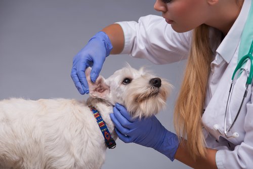 A terrier being checked for an ear infection