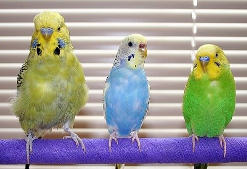 Parakeet Illnesses