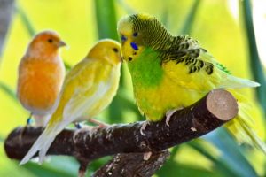 Three parakeets standing on a branch