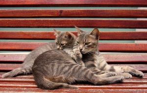 When is the Right Time for Castration? Is it Recommended?