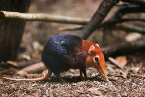 An elephant shrew