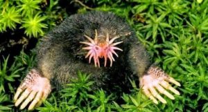 A star-nosed mole, another of the strangest animals that exist