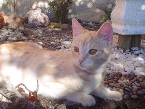 Viral Diseases in Cats