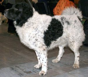 Frisian water dog