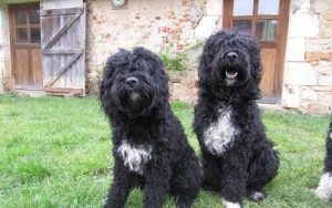 Which Breeds are Water Dogs?