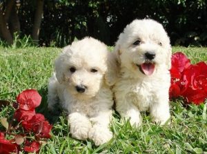 Two water dogs on the grass