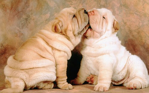 small wrinkly dogs