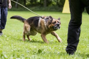How to Prevent Aggression in Your Dog