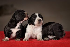 Basic Puppy Training