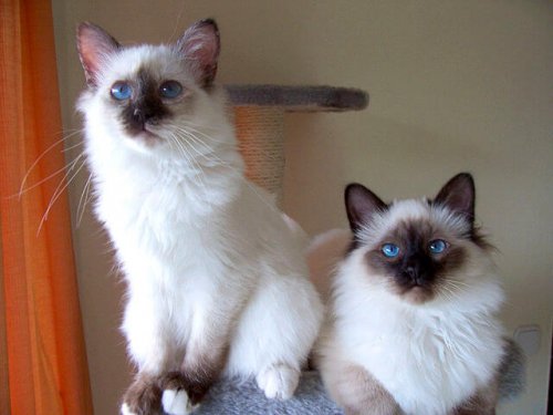 Two Birman cats