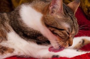 Hairballs in Cats: Causes, Symptoms and Treatments