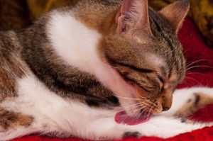 Hairballs in Cats: Causes, Symptoms and Treatments
