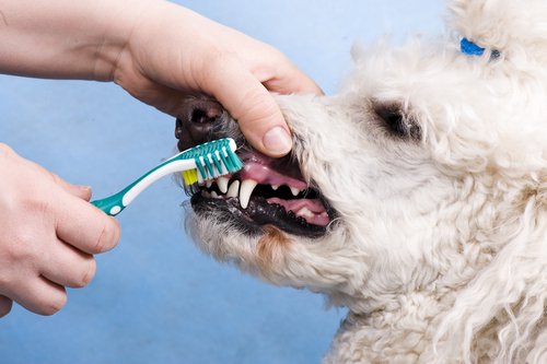 A poodle getting his teeth brushed