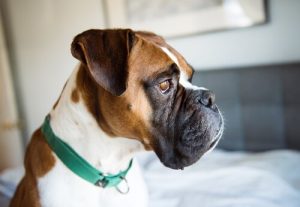Canine Depression: Prevention and Treatment