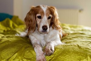 How to Take Care of a Blind Dog