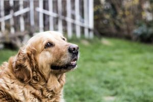 Basic Care For Elderly Dogs