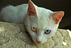 The Oldest Cat Breeds